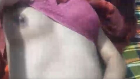 Bengali sex video